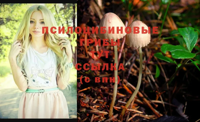 Псилоцибиновые грибы Cubensis  Губкинский 